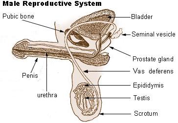 a pénisz fiziológiája és szerkezete