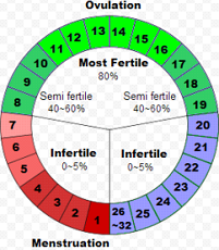 ovulációs diagram