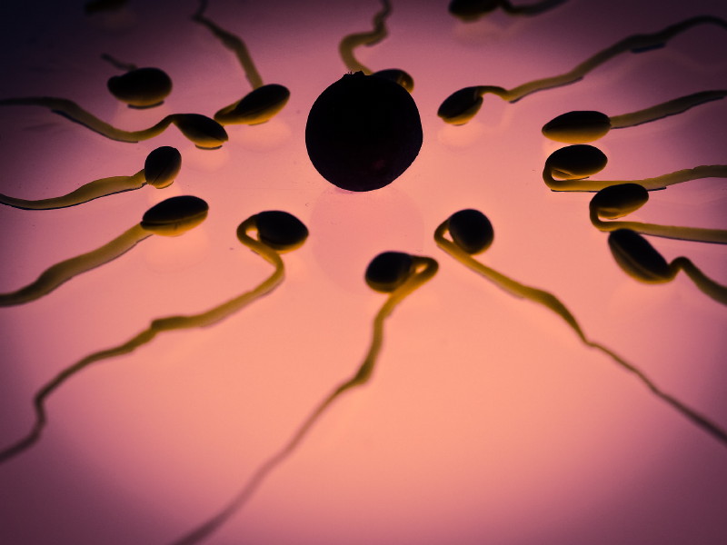 Petesejt- és spermium adományozás